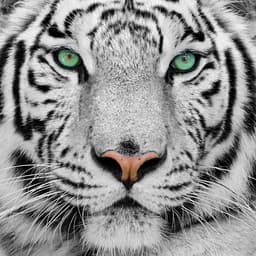 Le portefeuille de Snowtiger sur Invvest.co