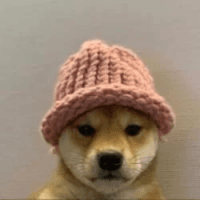 Crypto dogwifhat - invvest.co